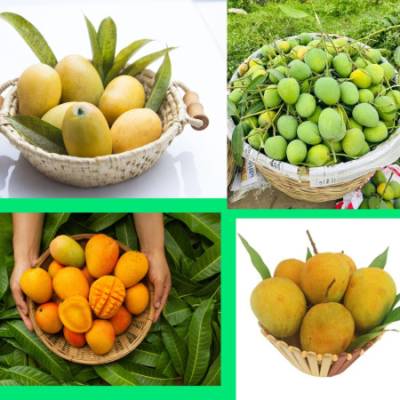 10 কেজি গোবিন্দভোগ আম